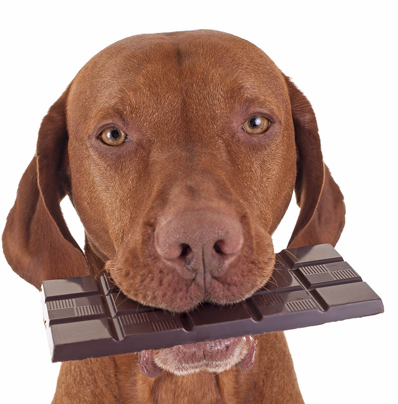 dogs and chocolate, dangers of dogs and chocolate, easter warning: dogs and chocolate