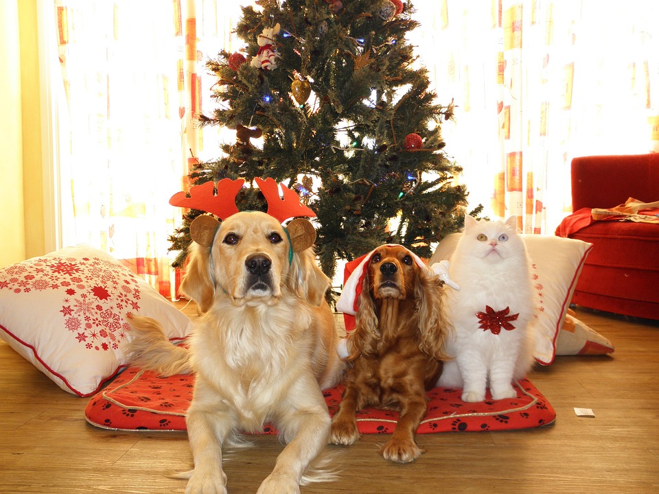 festive pet care