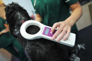 Microchipping dogs law april 2016