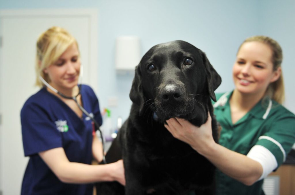 The Facts About Kennel Cough Calder Vets