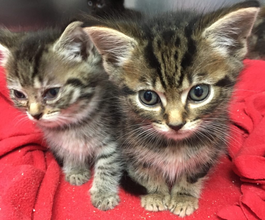 Dewsbury vets in plea over cat neutering Calder Vets