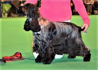 Crufts winner Vinnie's great work Down 