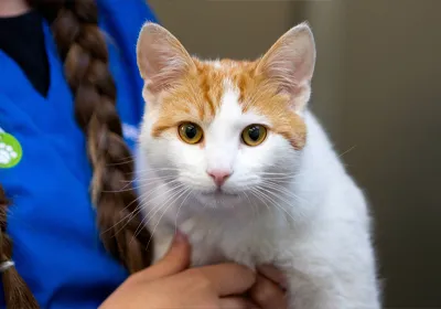 cat in room