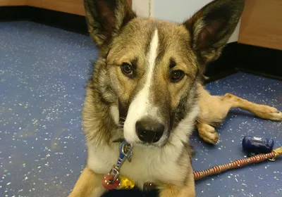 Santi at a Calder Vets nervous dogs session
