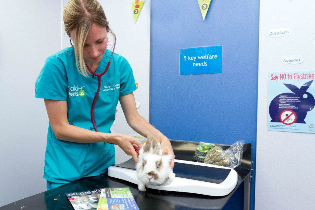 Warning after spike in deadly rabbit disease | Calder Vets