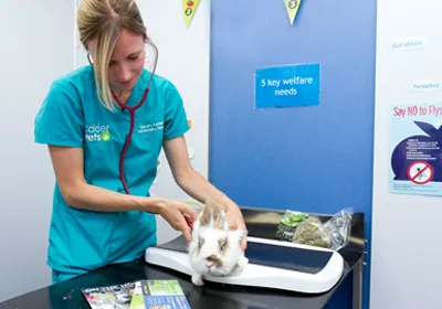 Sarah Ashlee examines a rabbit for flystrike