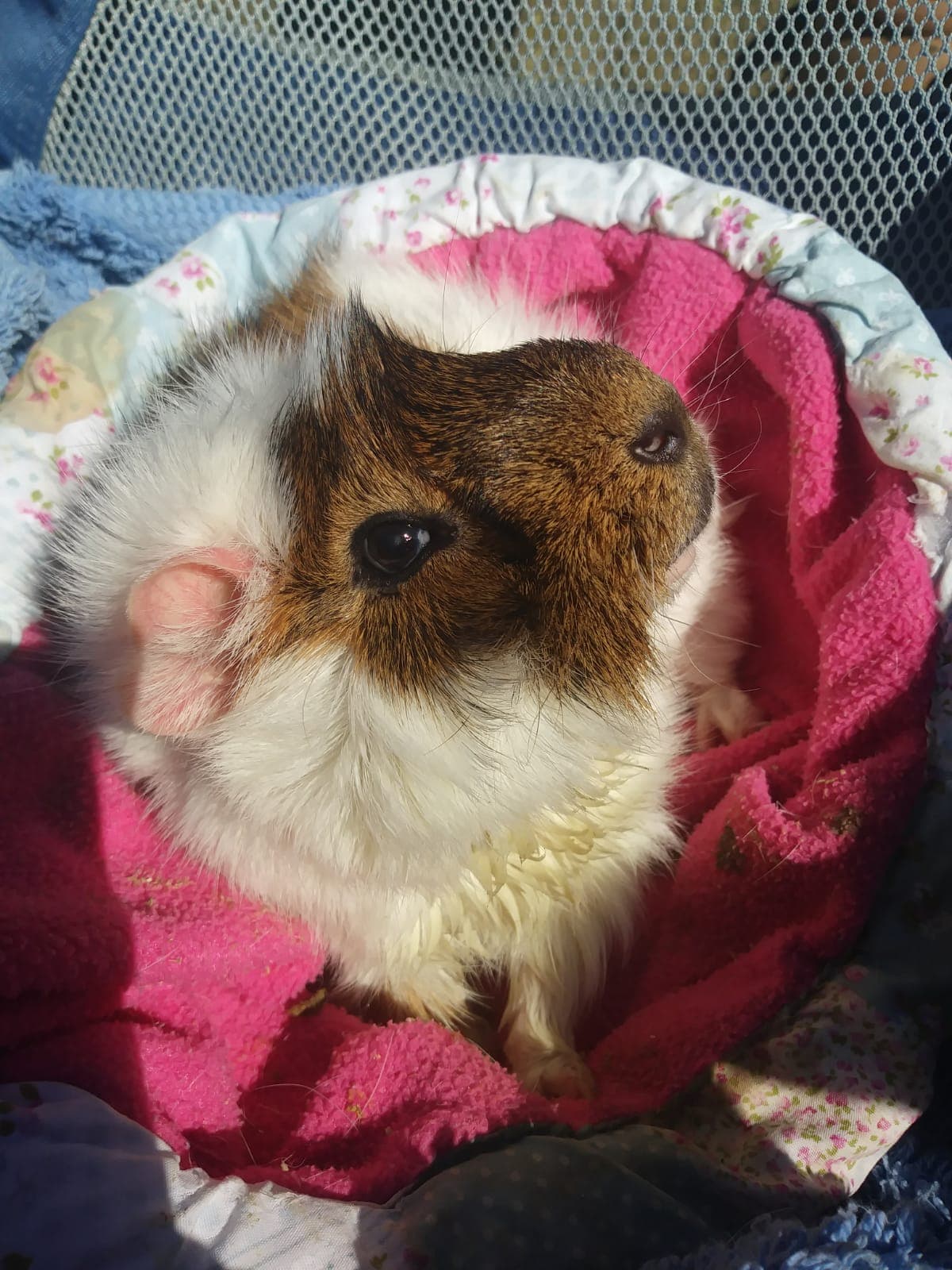 Alfie the Guinea Pig