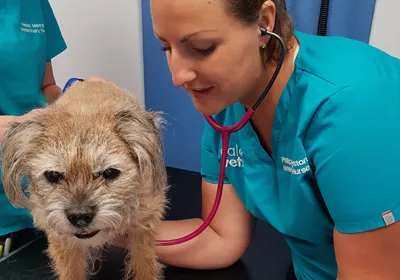our guide to protecting pets’ teeth