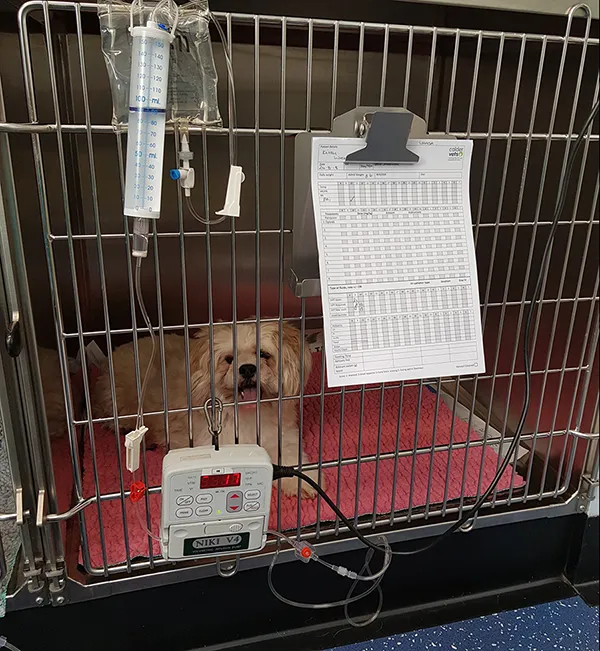 bitesize guide small dog