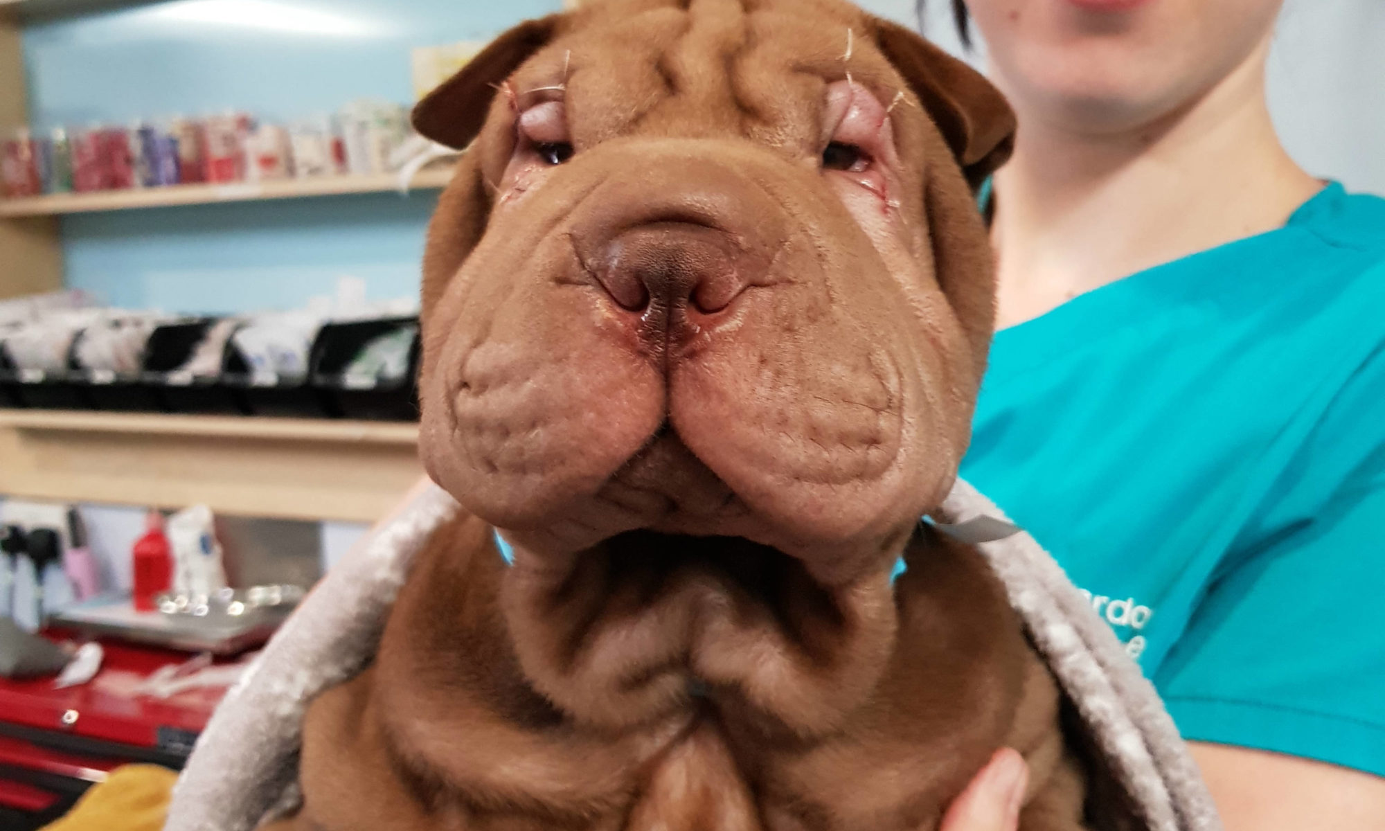 Coco the Shar Pei