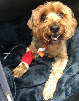 lilly-injuried-dog-calder-vets