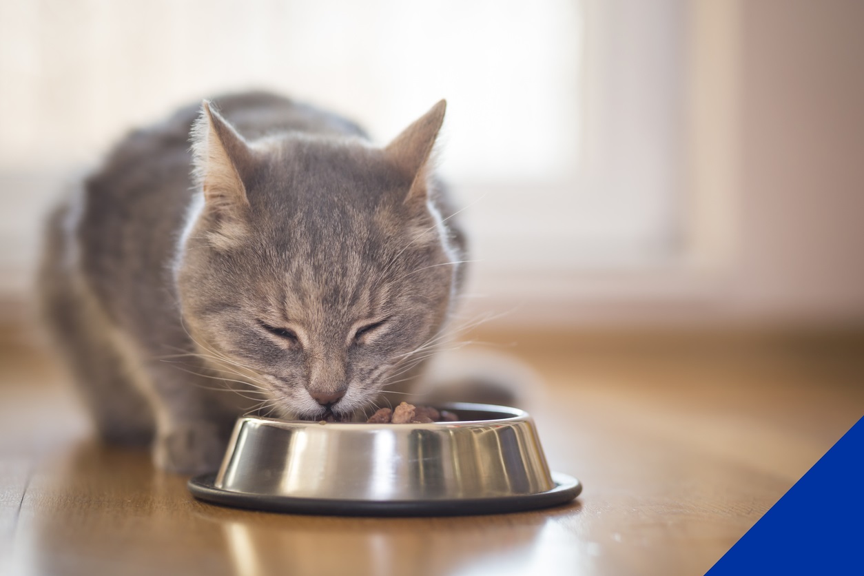 Nutritional advice for cats and dogs | Calder Vets