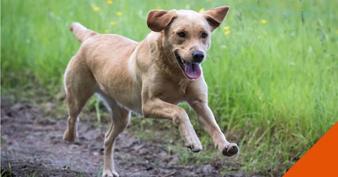 How to help your itchy dog at Calder Vets