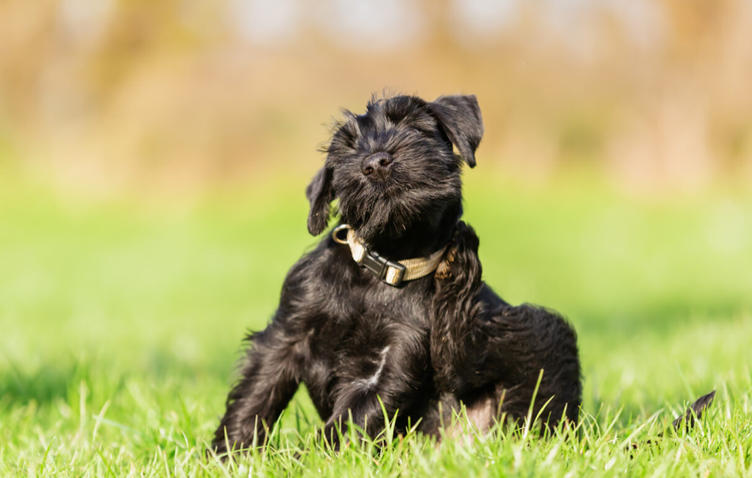 Common allergies in dogs