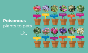 Poisonous plants for pets